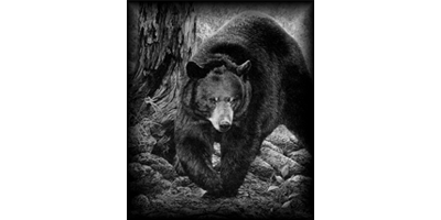 002SC-WILD.png 002SC-WILD - Image 1