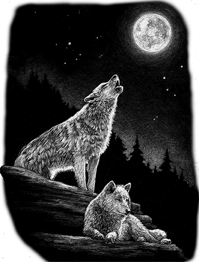 004SC-WILD.png 004SC-WILD - Image 1