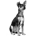 006ST-PET.png 006ST-PET - Image 1