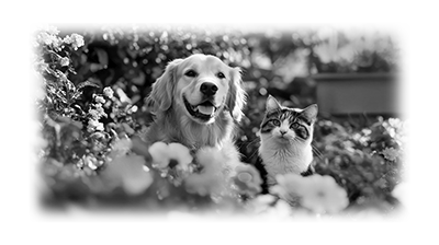 009SC-PET.png 009SC-PET - Image 1