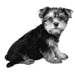 010ST-PET.png 010ST-PET - Image 1