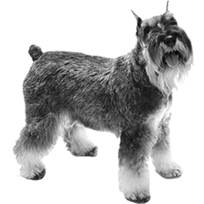 017ST-PET.png 017ST-PET - Image 1