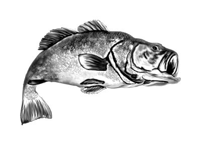 018ST-FISH.png 018ST-FISH - Image 1