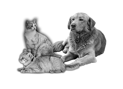 024ST-PET.png 024ST-PET - Image 1