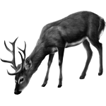 033ST-DEER.png 033ST-DEER - Image 1
